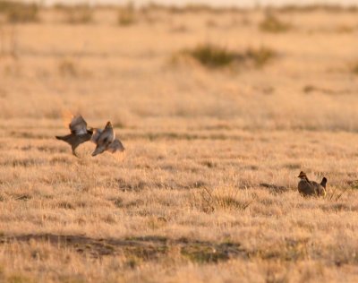 Lesser Prairie-Chickens