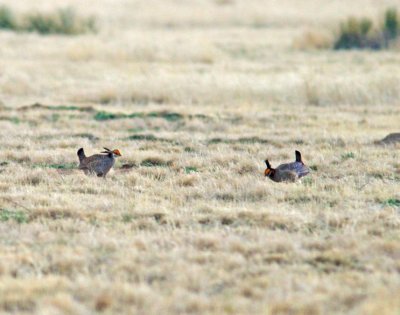 Lesser Prairie-Chickers
