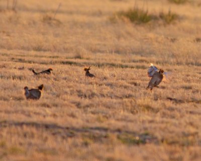 Lesser Prairie-Chickens