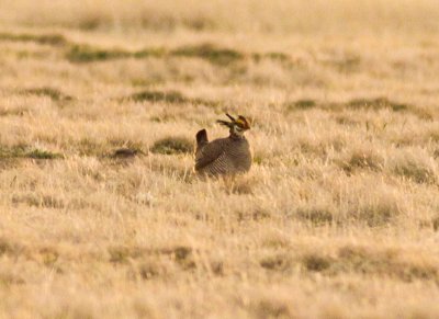 Lesser Prairie-Chicken