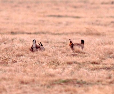 Lesser Prairie-Chickens