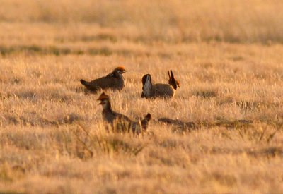 Lesser Prairie-Chickens at Elkhart, Kansas, April 2009