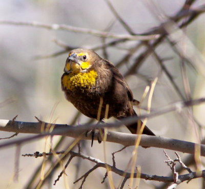  Yellow-headed Blackbird at San Pedro AZ