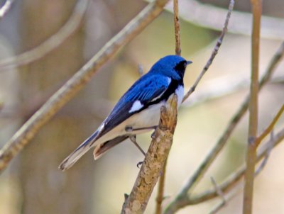 Black-throated blue Warbler along Blue Ridge Parkway VA