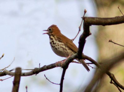 Brown Thrush along Blue Ridge Parkway VA