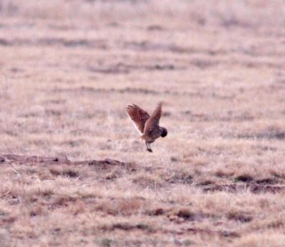 Burrowing Owl, Elkhart KS