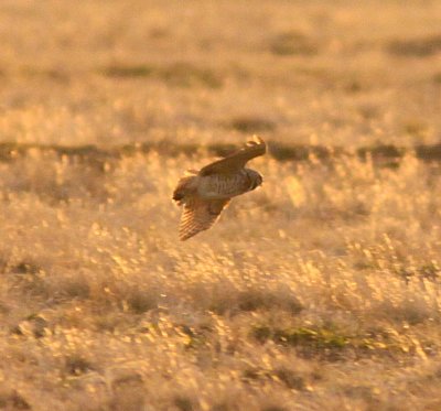 Burrowing Owl-- Elkhart KS 2