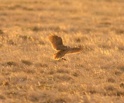 Burrowing Owl-- Elkhart KS 3