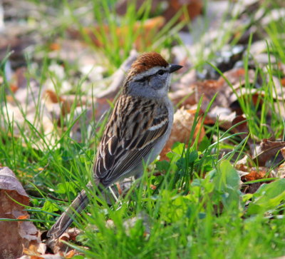 Chipping Sparrow at Levi Jackson State Park, KY