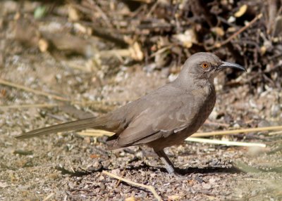 Curve-billed Thrasher at Deming NM