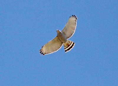 Gray Hawk at San Pedro AZ