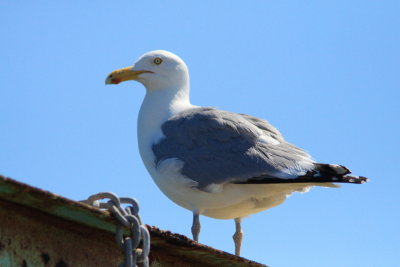 Herring Gull at Asateague VA