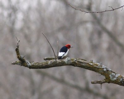 Red-headed Woodpecker along the hwy MO
