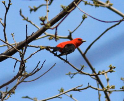 Scarlet Tanager 2 in Blue Ridge Mts VA