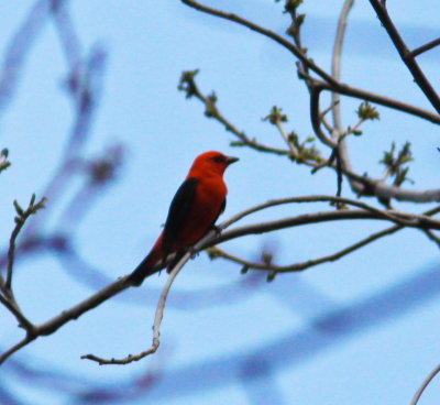 Scarlet Tanager in the Blue Ridge Mountains VA