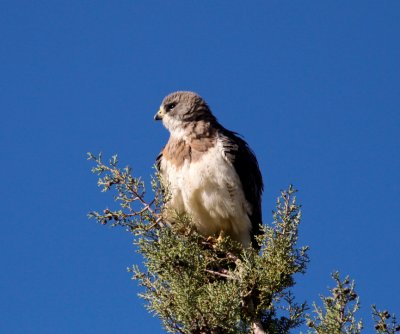 Swainson's Hawk at Deming Cemetery NM