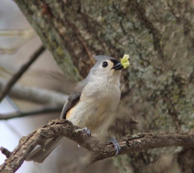 Tufted Titmouse at Schell-Osage Conservation Area MO