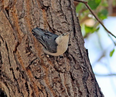 White-breasted Nuthatch at San Pedro AZ