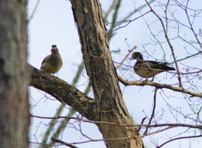 Wood Ducks in tree in Levi Jackson State Park, KY