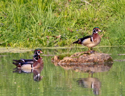 Wood Ducks on Mammoth Spring River MO