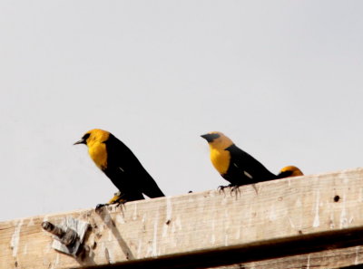 Yellow-headed Blackbirds near Cibola WR AZ