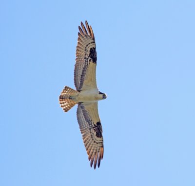 Osprey1