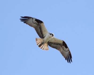 Osprey2