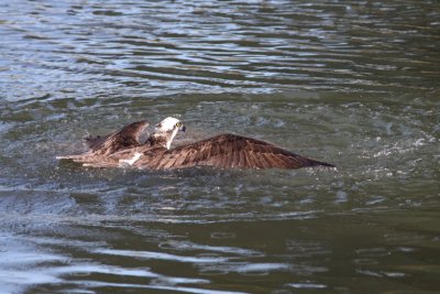 Osprey7