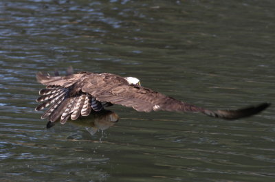 Osprey Catching Fish at Westlake Pond in Santa Cruz, CA