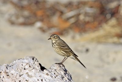American Pipit at Salinas River mouth.jpg