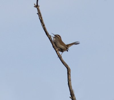 Bewick's Wren in the Pogonip.jpg
