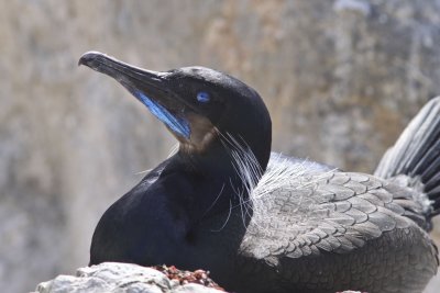 Brant's Cormorant at Coast Guard Station, Monterey 1.jpg