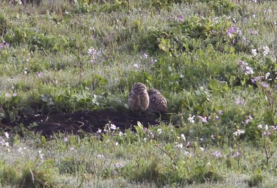 Burrowing Owls on Swanton Road.jpg