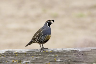 California Quail at Wilder Ranch.jpg