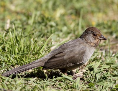 California Towhee front lawn.jpg