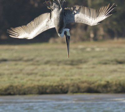 Diving Brown Pelican.jpg
