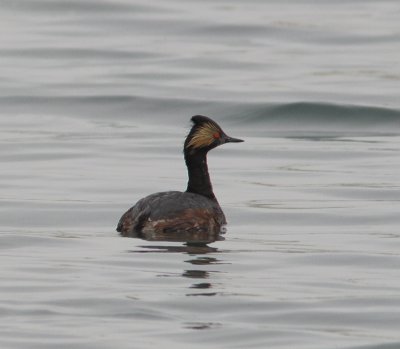 Eared Grebe at Moss Landing.jpg