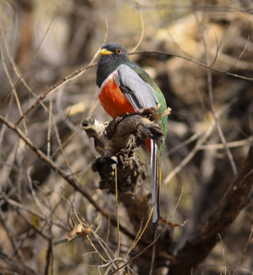 Elegant Trogan at Patagonia Lake AZ.jpg