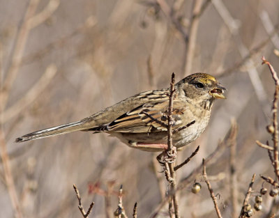 Golden-crowned Sparrow in Santa Cruz.jpg