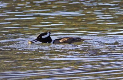 Hooded Merganser in Storm Bay.jpg