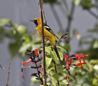 Hooded Oriole in West Santa Cruz.jpg