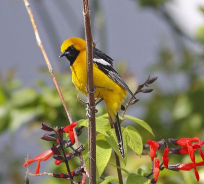 Hooded Oriole on Westside.jpg