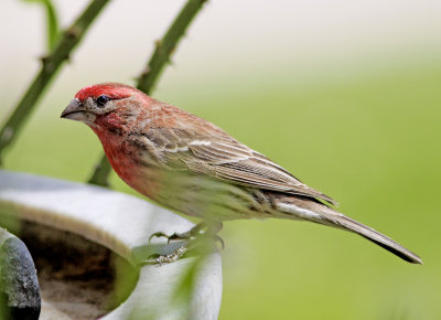 House Finch in yard.jpg
