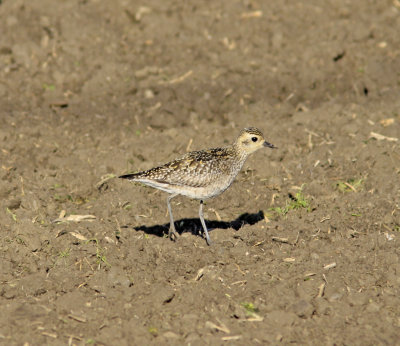 Pacific Golden Plover in Castroville Area 2.jpg