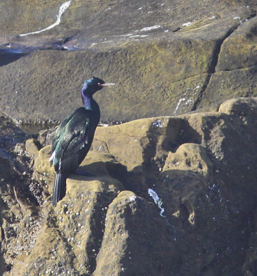 Pelagic Cormorant near Ano Nuevo.jpg