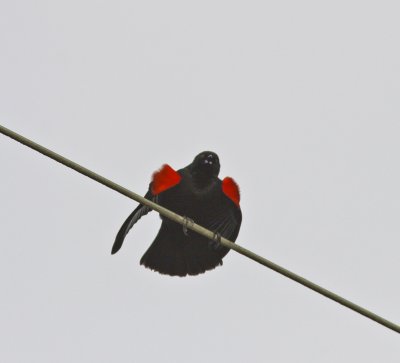Red-winged Blackbird at Swanton Pond.jpg