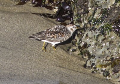 Rock Sandpiper at Westcliff.jpg
