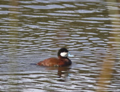 Ruddy Duck in Swanton Pond.jpg