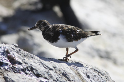 Ruddy Turnstone at Coast Guard Monterey.jpg
