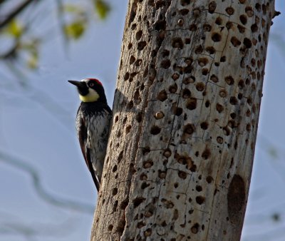 Acorn Woodpecker in Toro Park.JPG